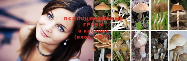 тгк Новозыбков